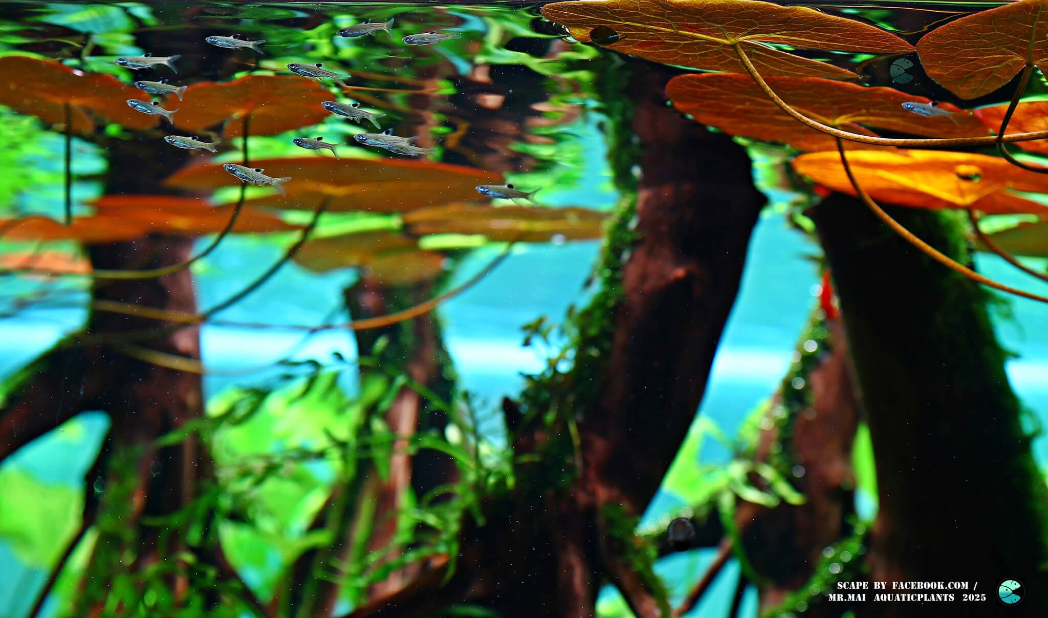 Aquascaping steps - Red Filter - IAPLC 2025 Winning Works - Nobphacha Yimyou / Thailand Aquascaping steps - Red Filter - IAPLC 2025 Winning Works - Nobphacha Yimyou / Thailand